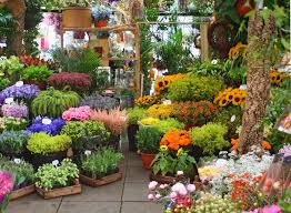 Floriculture Plants